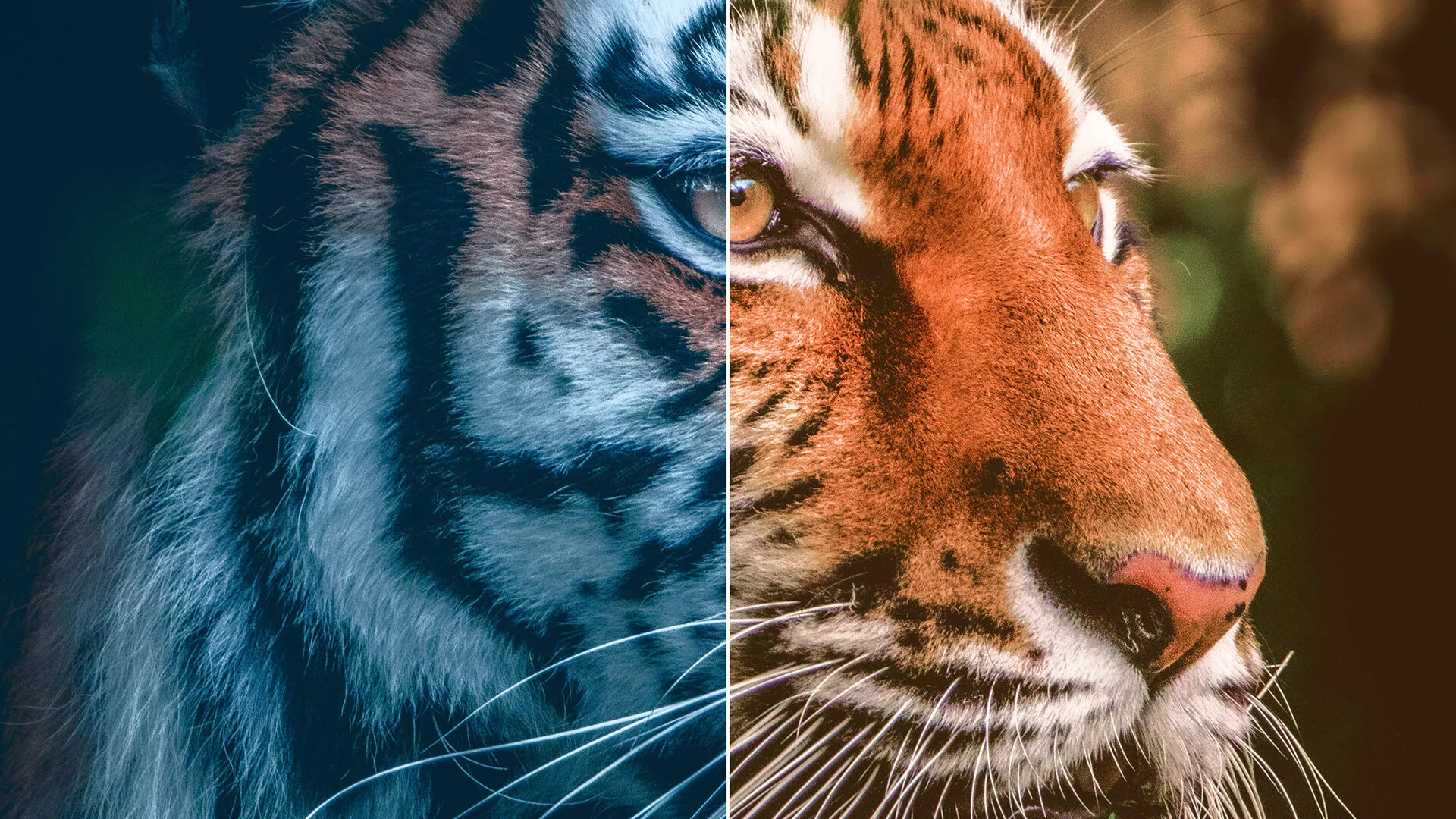 HOME Color Corrector